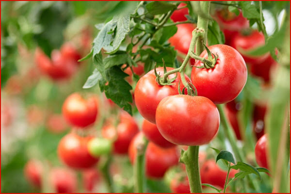 manfaat buah tomat untuk kesehatan